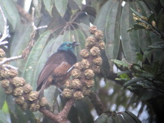Astrapia mayeri