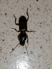 Stenomorphus