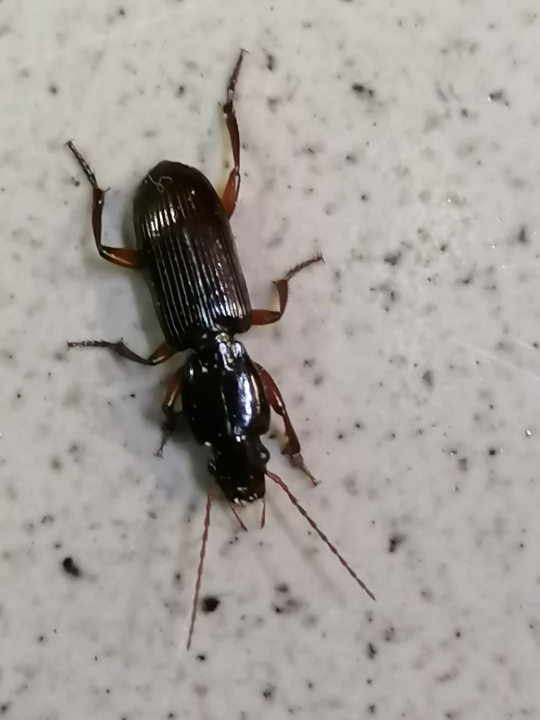 Stenomorphus sinaloae