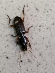Stenomorphus