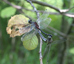 Leucorrhinia orientalis