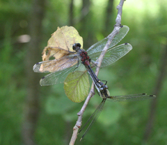 Leucorrhinia orientalis