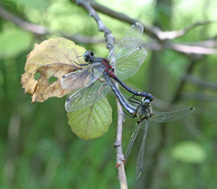 Leucorrhinia orientalis