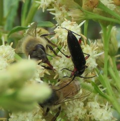 Stenosphenus sobrius