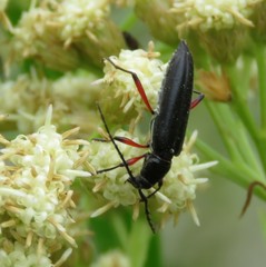 Stenosphenus sobrius