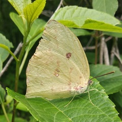 Phoebis neocypris virgo