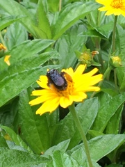 Melissodes bimaculatus