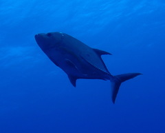 Caranx lugubris