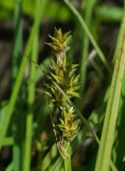 Carex arcta