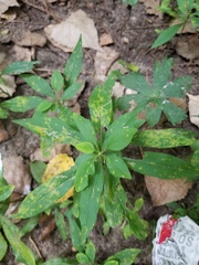 Lysimachia clethroides