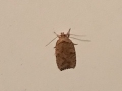 Agonopterix thelmae