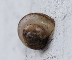 Bradybaena similaris