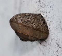 Bradybaena similaris