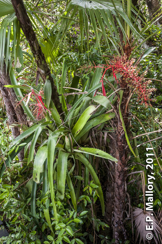 vase bromeliad