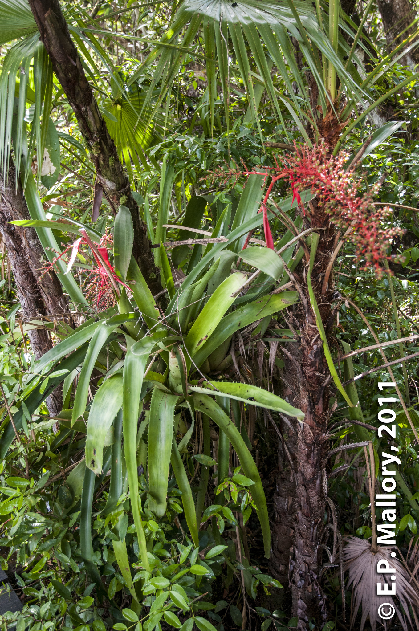 Aechmea bracteata