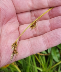 Carex luzulina