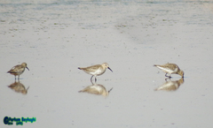 Calidris alpina
