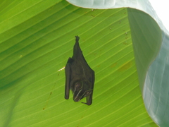 Uroderma bilobatum convexum