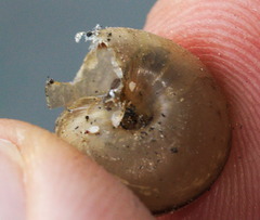 Bradybaena similaris