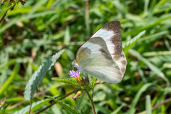 Glutophrissa drusilla