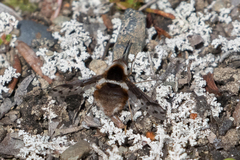 Bombylius pygmaeus
