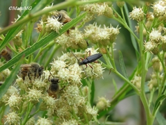 Stenosphenus sobrius