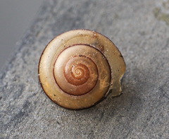 Bradybaena similaris