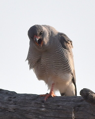 Micronisus gabar gabar