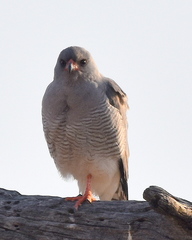 Micronisus gabar gabar