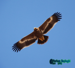 Aquila nipalensis