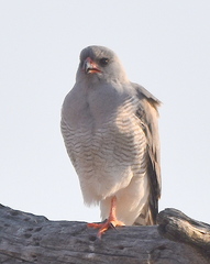 Micronisus gabar gabar