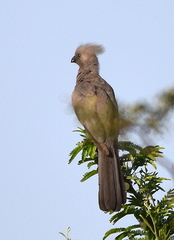Corythaixoides concolor concolor