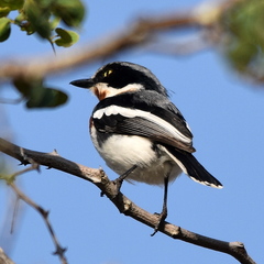 Batis molitor molitor