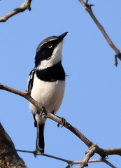 Batis molitor molitor