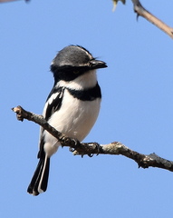 Batis molitor molitor