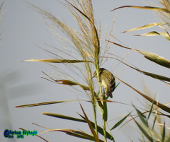 Phylloscopus trochilus