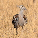 Northern Kori Bustard - Photo (c) copper, some rights reserved (CC BY-NC), uploaded by copper