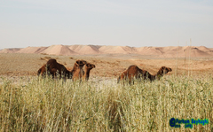 Camelus dromedarius