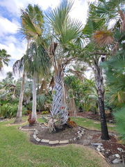 Corypha umbraculifera