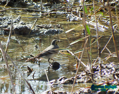 Motacilla alba