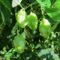 Humulus lupulus