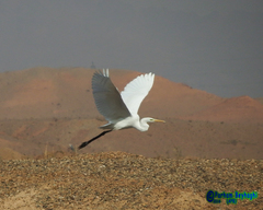 Ardea alba