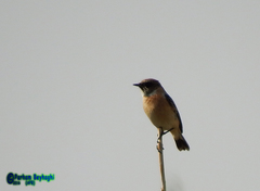 Saxicola maurus