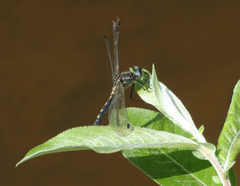 Leucorrhinia orientalis