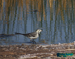 Motacilla alba