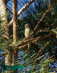 Phylloscopus trochilus