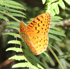 Speyeria coronis semiramis