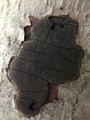 Graphostroma platystomum