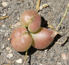 Astragalus douglasii parishii
