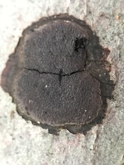 Graphostroma platystomum